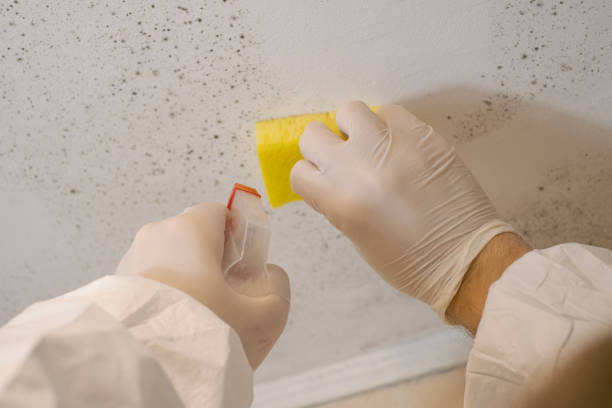 Mold Odor Removal Services in Barre, VT